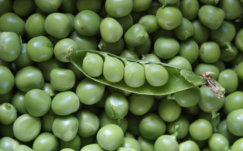 Read more about the article Unveiling the Best Pea Protein Powders of 2023